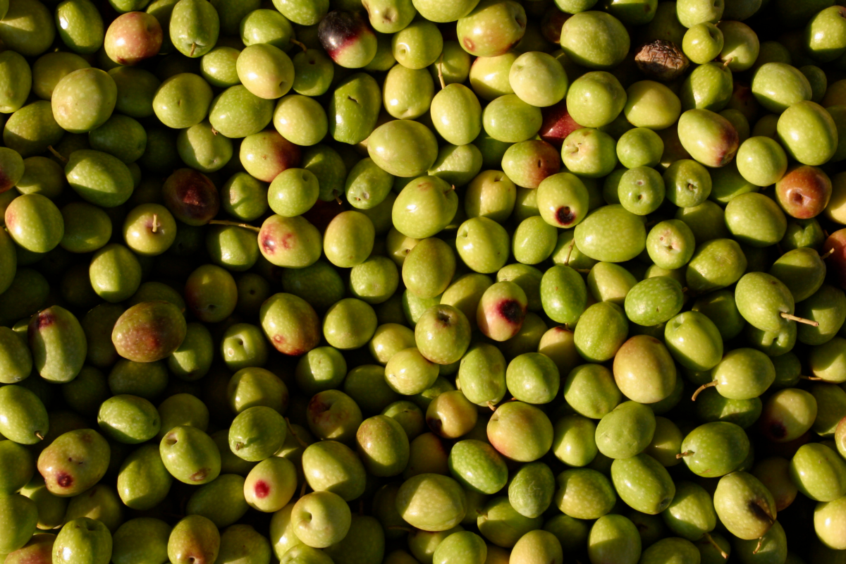 El MAPA activa la consulta pública para regular el mercado del aceite de oliva